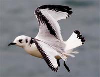 Sea Bird at Bempton Cliffs